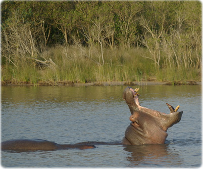 iSimangaliso Wetland