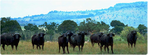 Buffalos Africa